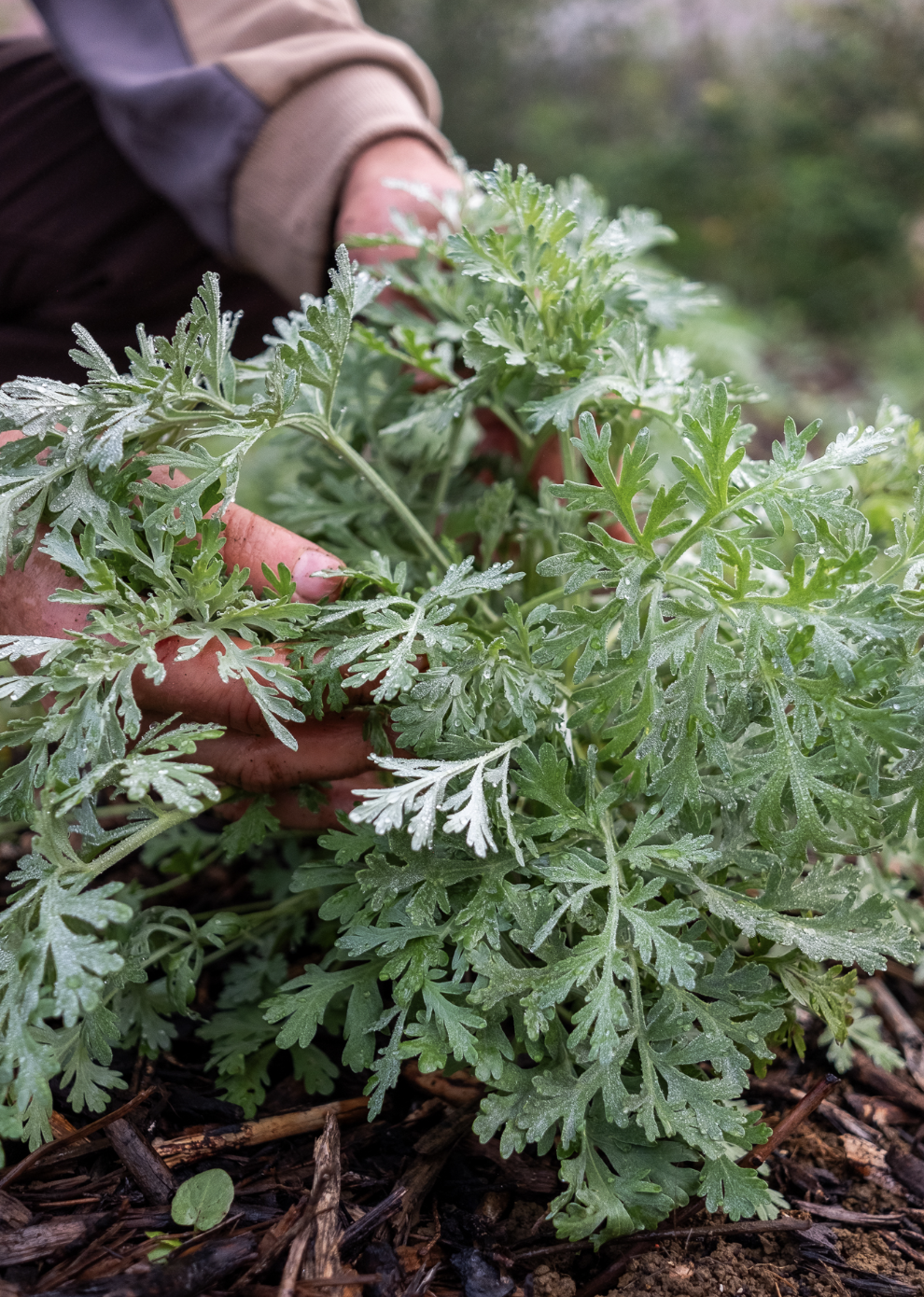 La Semilla – Distillerie Aymonier