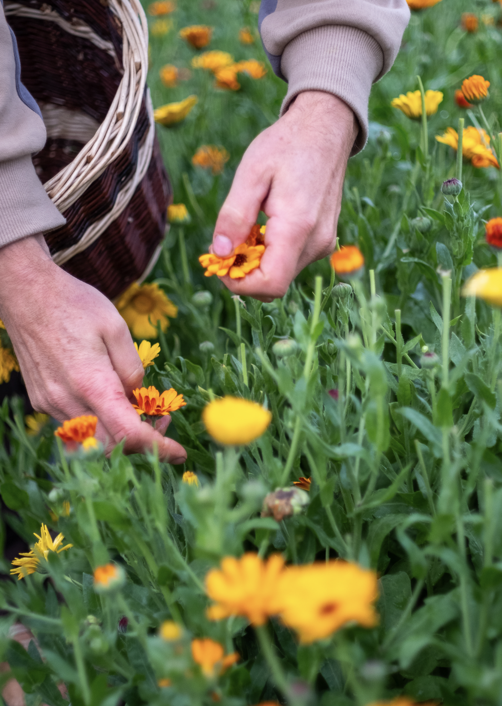 Capture d’écran 2023-09-07 à 13.42.33